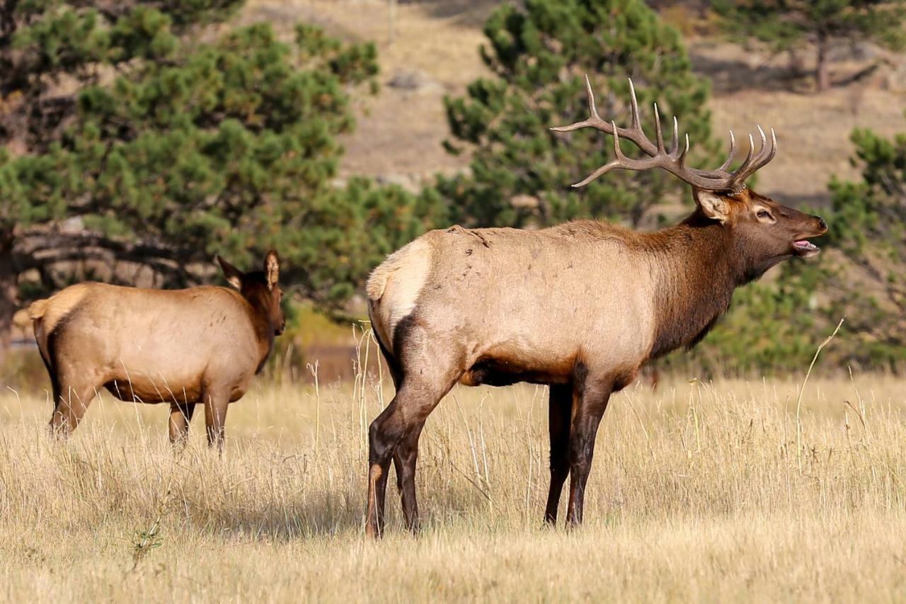 Great Outdoors - Permit #3428 Vila Estes Park Exterior foto